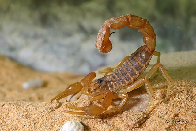 Indiana Jones was right: The bigger the scorpion, the more harmless it is - Photo 2.
