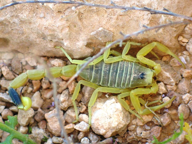 Indiana Jones was right: The bigger the scorpion, the more harmless it is - Photo 7.