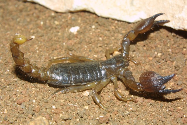 Indiana Jones was right: The bigger the scorpion, the more harmless it is - Photo 5.