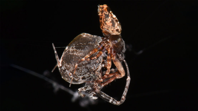 Leaping away to avoid being eaten after mating, male spiders break up with their mates at a speed of 3 km/h - Photo 1.