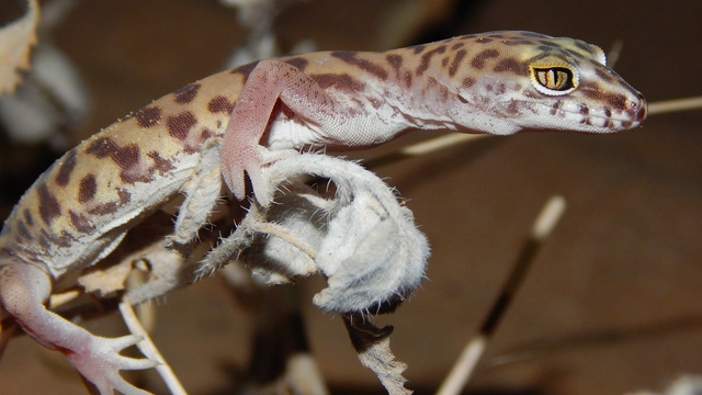 The gecko 'turns into a berserker' beats the scorpion and swallows it - Photo 3.