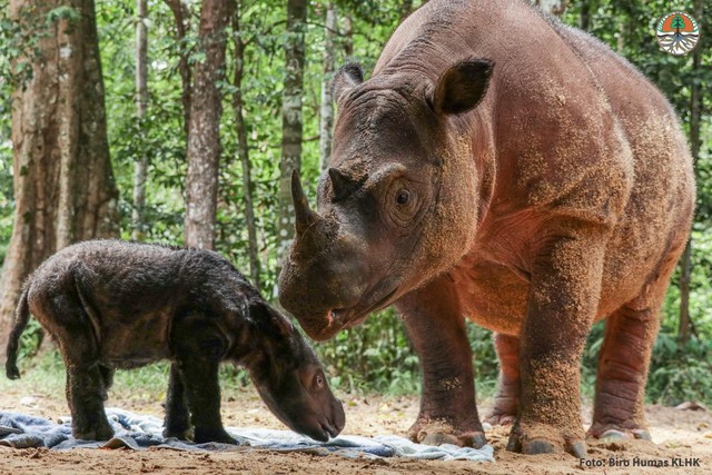Thế giới vừa chào đón một bé tê giác Sumatra cực kỳ quý hiếm chào đời một cách kỳ diệu - Ảnh 3.