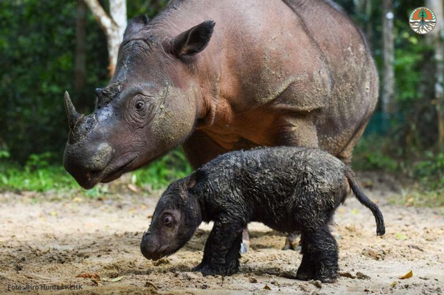 Thế giới vừa chào đón một bé tê giác Sumatra cực kỳ quý hiếm chào đời một cách kỳ diệu - Ảnh 1.