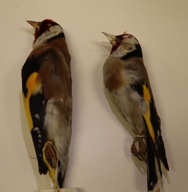 Birds in Israel can change shape in response to global warming - Photo 2.