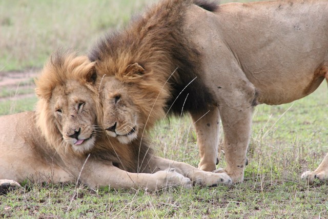 Các nhà khoa học làm cho sư tử trở nên thân thiện hơn bằng cách sử dụng &quot;Hormone tình yêu&quot; - Ảnh 4.