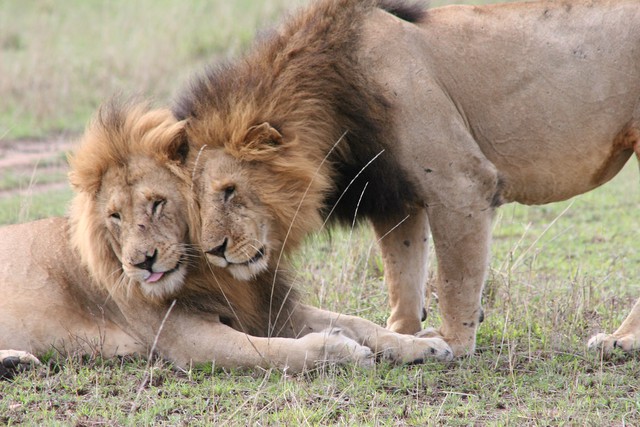 Scientists Make Lions More Friendly Using 