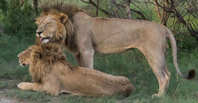 Các nhà khoa học làm cho sư tử trở nên thân thiện hơn bằng cách sử dụng &quot;Hormone tình yêu&quot; - Ảnh 1.