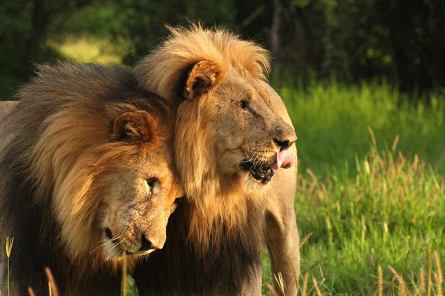 Các nhà khoa học làm cho sư tử trở nên thân thiện hơn bằng cách sử dụng &quot;Hormone tình yêu&quot; - Ảnh 2.