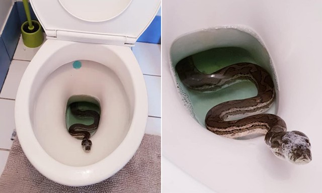 Creatures that can break into the toilet and make you 
