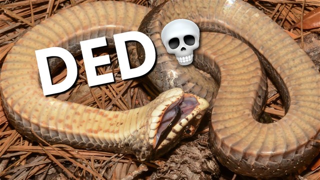 Snub-nosed snakes: Having faked their deaths, they still emit a stench like a decomposing body - Photo 2.