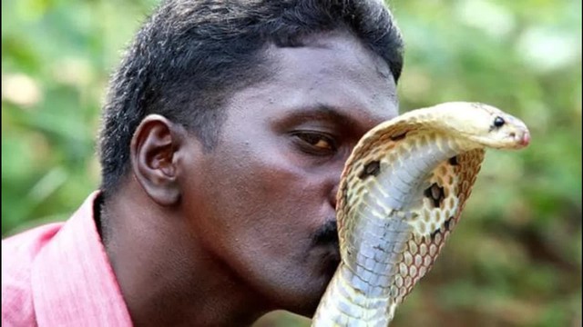 Why didn't humans evolve to possess venom like snakes?  - Photo 1.