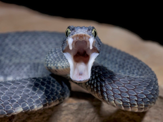 Why didn't humans evolve to possess venom like snakes?  - Photo 2.