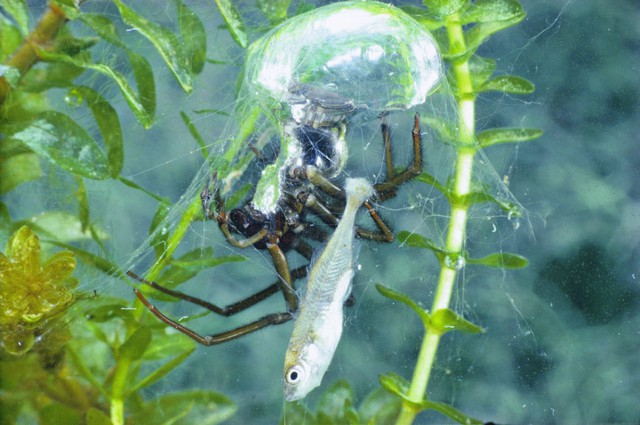 Loài nhện độc lạ nhất Trái Đất: Không ở trên cây mà thích lặn xuống nước, chăng tơ bắt cá ăn - Ảnh 1.