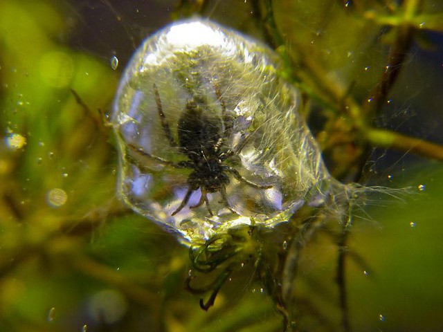 The strangest spider on Earth: Not living on trees, but preferring to dive into the water, threading silk to catch fish - Photo 6.