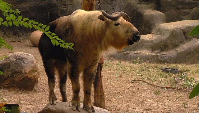 Taurean: The animal has the body of a gaur, it looks gentle but is more fierce than a tiger - Photo 4.