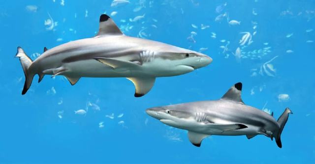 Bảy tử thần của loài cá mập: Cá mập trắng lớn tấn công conngười nhiề un hất--Ảnh 4.