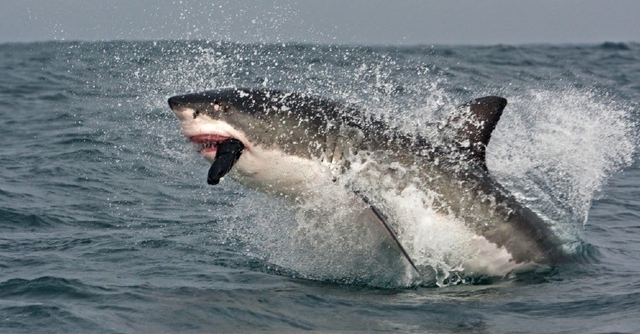 Seven Deadly Sharks: Great white sharks attack humans the most - Photo 1.