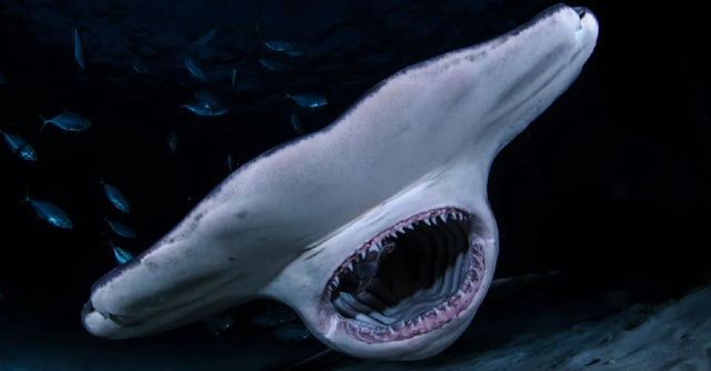 Seven Deadly Sharks: Great white sharks attack humans the most - Photo 6.