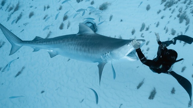Seven Deadly Sharks: Great white sharks attack humans the most - Photo 2.