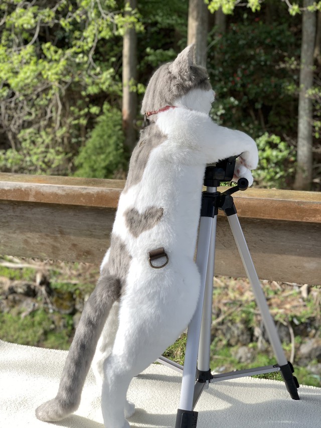 The Japanese are crazy about a backpack that looks exactly like a real cat, priced at more than $1,000 - Photo 2.