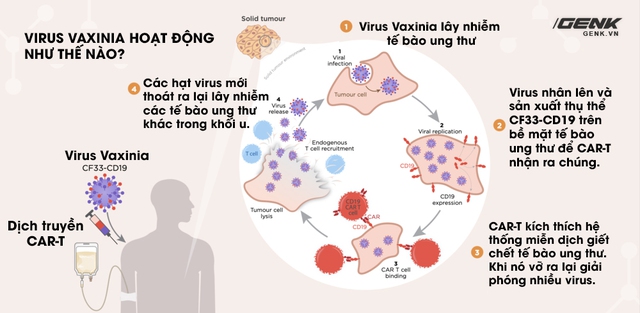 The US tests a virus to cure cancer: When pathogens become a living medicine - Photo 9.