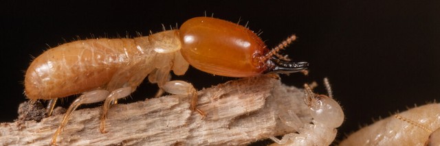 In the termite family, there is a genus that has been adventuring at sea for millions of years - Photo 3.