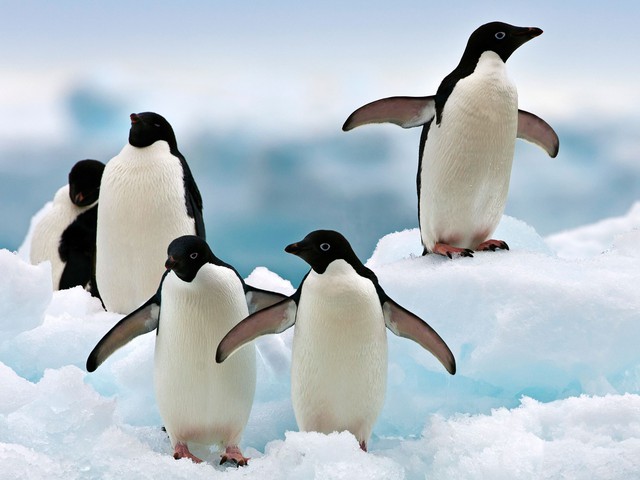Khi những con chim cánh cụt mái mất đi đứa con thường “nhận nuôi” những con non không được trông coi. Nếu như không có con non nào như vậy, vũ lực sẽ xảy ra. Rất nhiều chim mẹ sẽ chiến đấu để tranh giành nhau, trộm đi những con non từ những gia đình chim cánh cụt khác. Những vụ bắt cóc thường kéo dài từ vài phút tới vài ngày. Kết cục hầu như đều là những con non chết yểu vì bị bỏ lại trong lạnh giá.