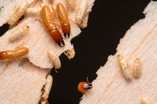 In the termite family, there is a genus that has been adventuring at sea for millions of years - Photo 1.