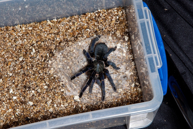 Millions of spiders are being hunted like Pokemon on the global black market - Photo 4.