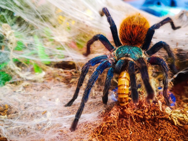Millions of spiders are being hunted like Pokemon on the global black market - Photo 8.