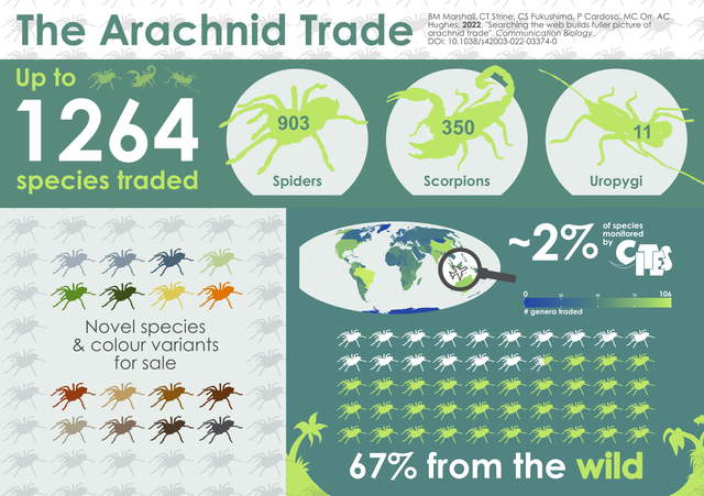 Millions of spiders are being hunted like Pokemon on the global black market - Photo 6.