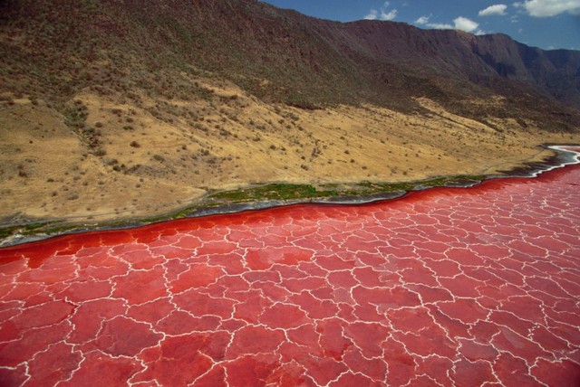 This red lake in Tanzania possesses the super power to turn most creatures into stone - Photo 1.