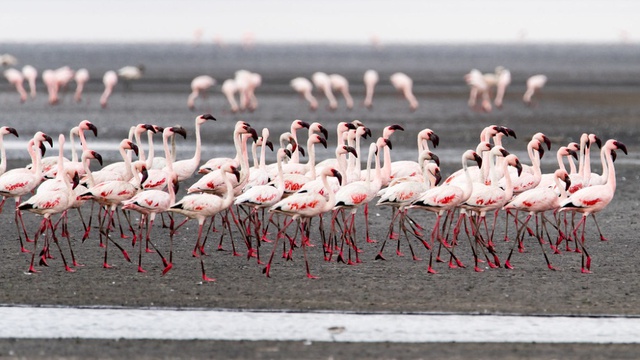 This red lake in Tanzania possesses the super power to turn most creatures into stone - Photo 4.