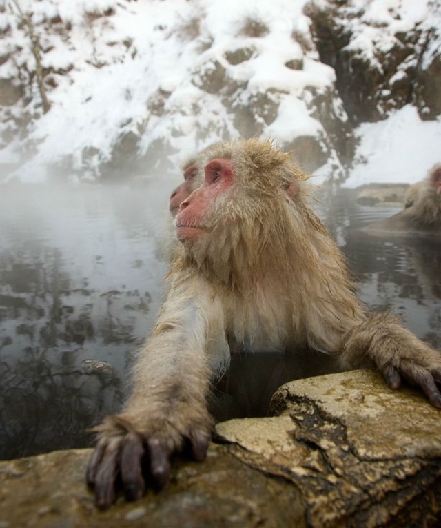 Surprisingly, now Japanese monkeys can ride deer!  - Photo 3.