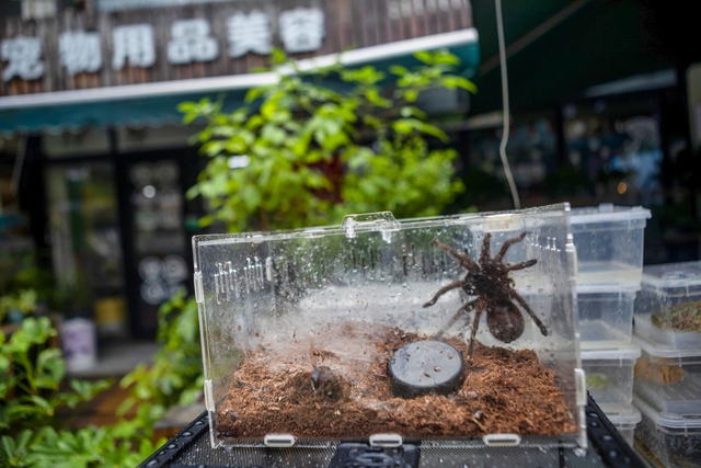 Millions of spiders are being hunted like Pokemon on the global black market - Photo 10.