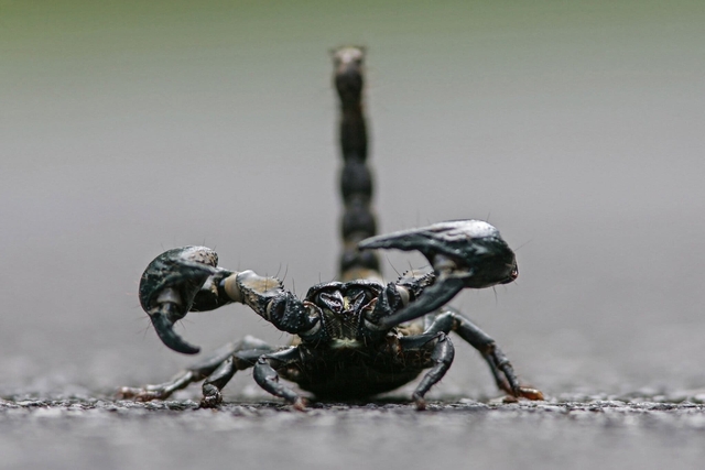 Millions of spiders are being hunted like Pokemon on the global black market - Photo 5.