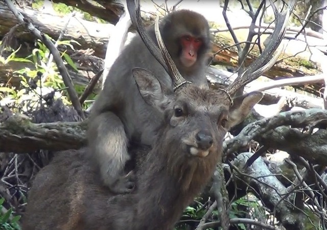 Surprisingly, now Japanese monkeys can ride deer!  - Photo 1.