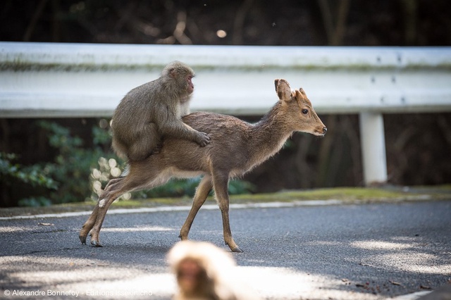 Surprisingly, now Japanese monkeys can ride deer!  - Photo 2.