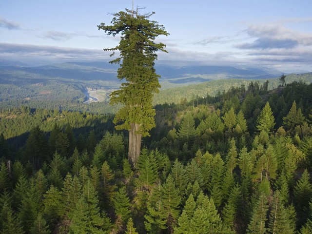 Flying salamanders live on the world's tallest tree - Photo 1.