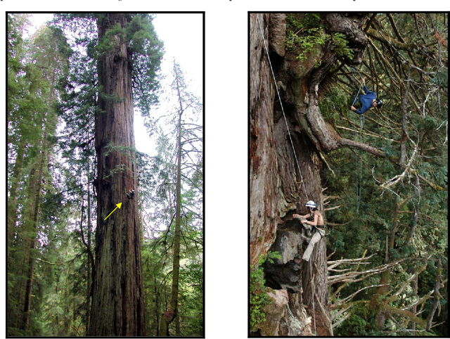 The flying salamanders live on the world's tallest tree - Photo 3.