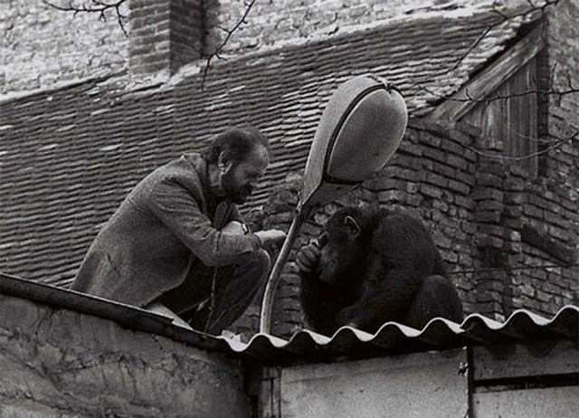 Belgrade, Nam Tư, năm 1988. Cuộc thương lượng giữa giám đốc sở thú và một con tinh tinh đang bỏ trốn. Không ai rõ nội dung của cuộc nói chuyện này.