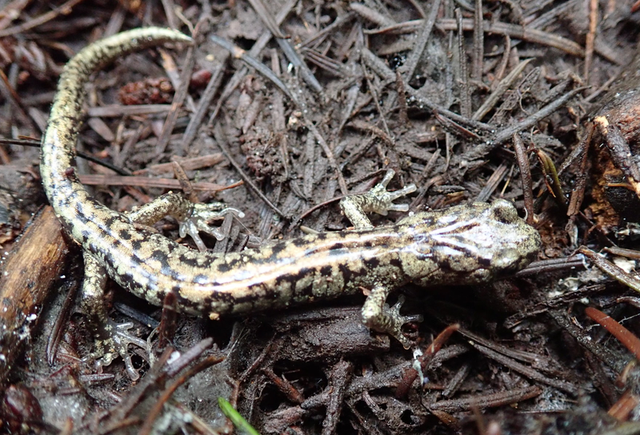 The flying salamanders live on the world's tallest tree - Photo 2.