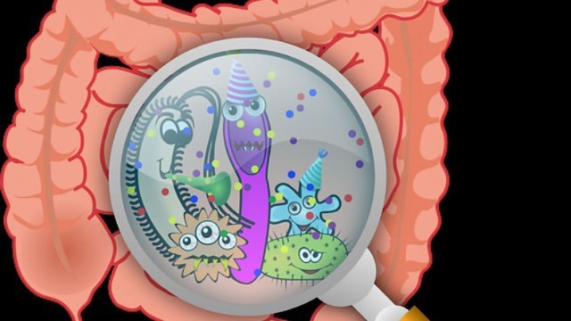 Gut bacteria may be the 'source' of different cravings in humans - Photo 1.