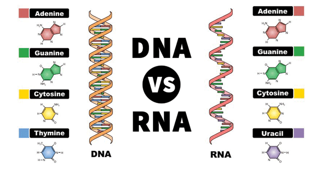 Thiên thạch chứa đủ thành phần DNA và RNA, các nhà khoa học Nhật Bản khẳng định sự sống đến từ ngoài trái đất - Ảnh 2.