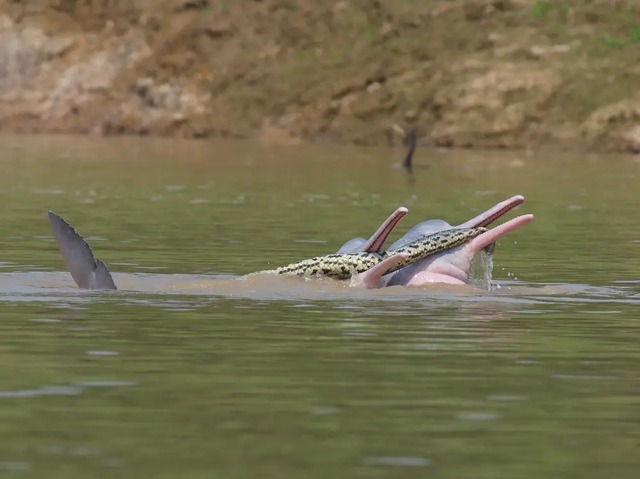Male dolphins were spotted taking selfies with a South American python - Photo 1.