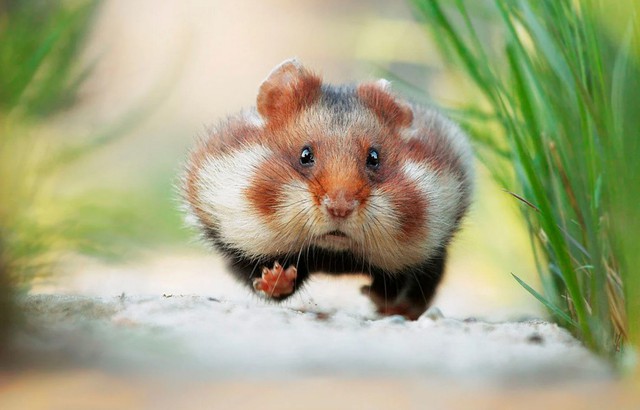 Nhiếp ảnh gia &quot;chộp&quot; được khoảnh khắc chuột hamster vô cùng đáng yêu - Ảnh 1.