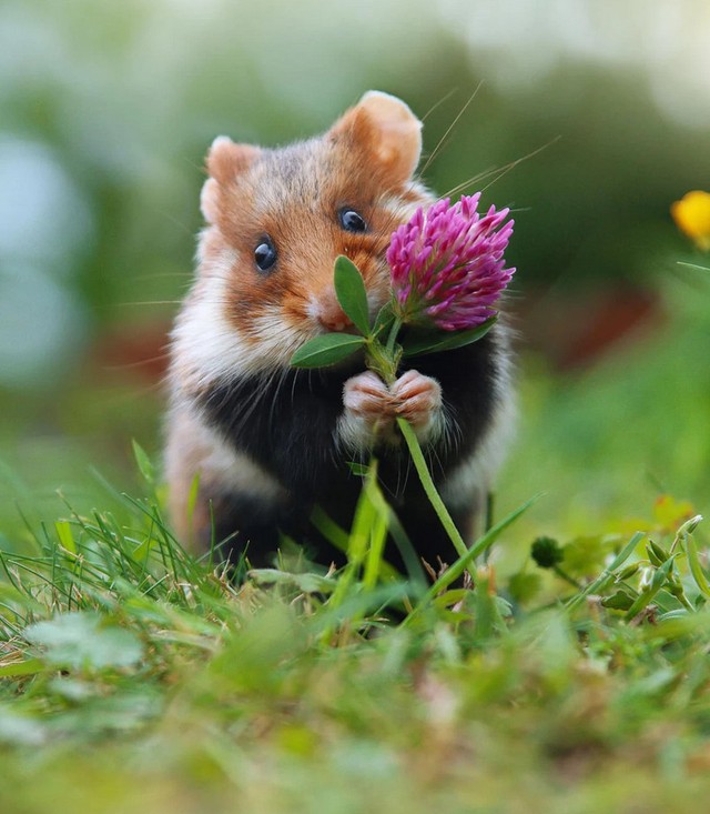 Nhiếp ảnh gia &quot;chộp&quot; được khoảnh khắc chuột hamster vô cùng đáng yêu - Ảnh 3.