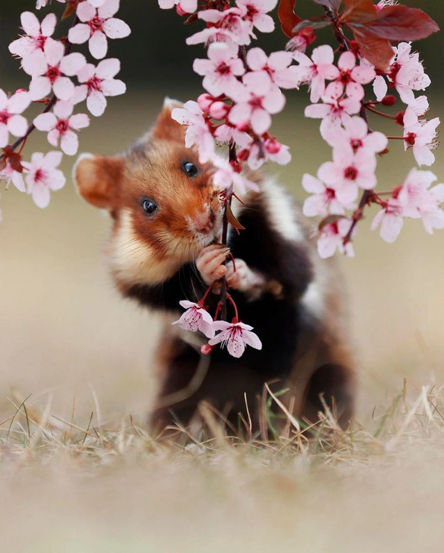 Nhiếp ảnh gia &quot;chộp&quot; được khoảnh khắc chuột hamster vô cùng đáng yêu - Ảnh 6.
