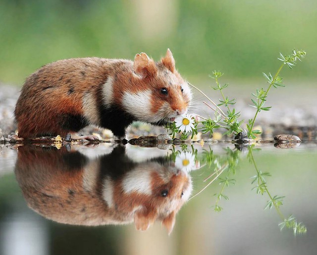 Nhiếp ảnh gia &quot;chộp&quot; được khoảnh khắc chuột hamster vô cùng đáng yêu - Ảnh 8.