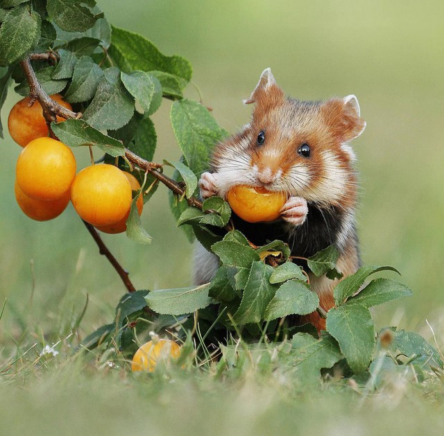 Nhiếp ảnh gia &quot;chộp&quot; được khoảnh khắc chuột hamster vô cùng đáng yêu - Ảnh 14.